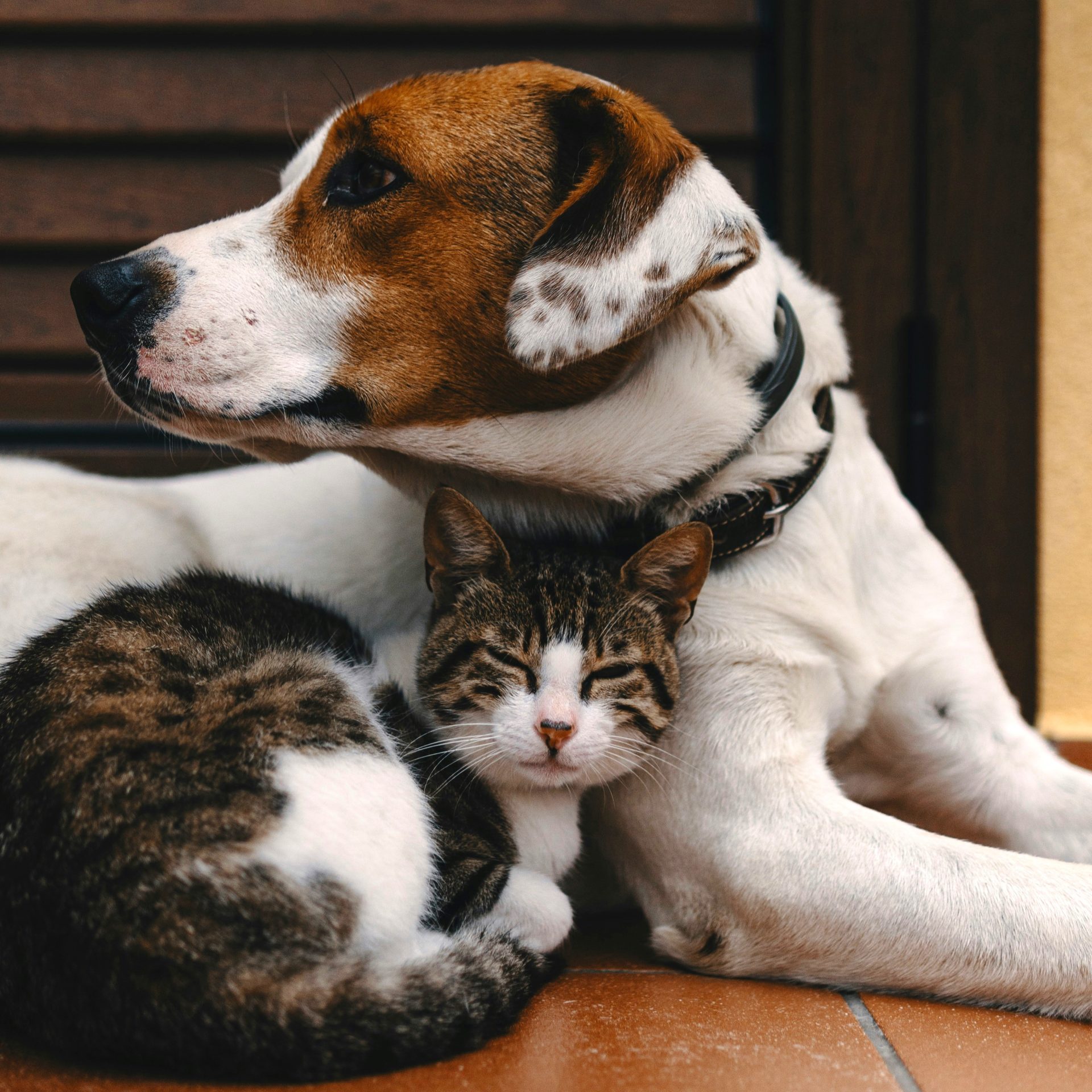 National Animal Disaster Preparedness Day: Safeguarding Your Furry Friends