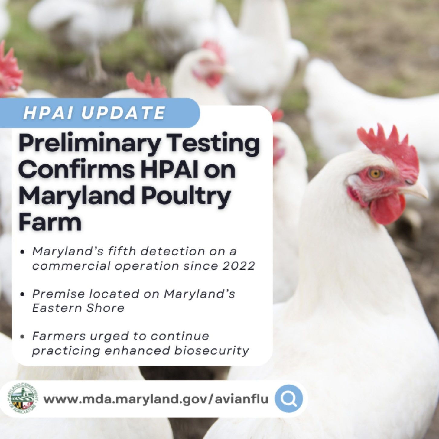 Preliminary Testing Confirms Highly Pathogenic Avian Influenza in Caroline County 